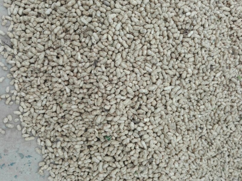 小白沙鲜，口感好吃，品质好，含水份少，质量更好