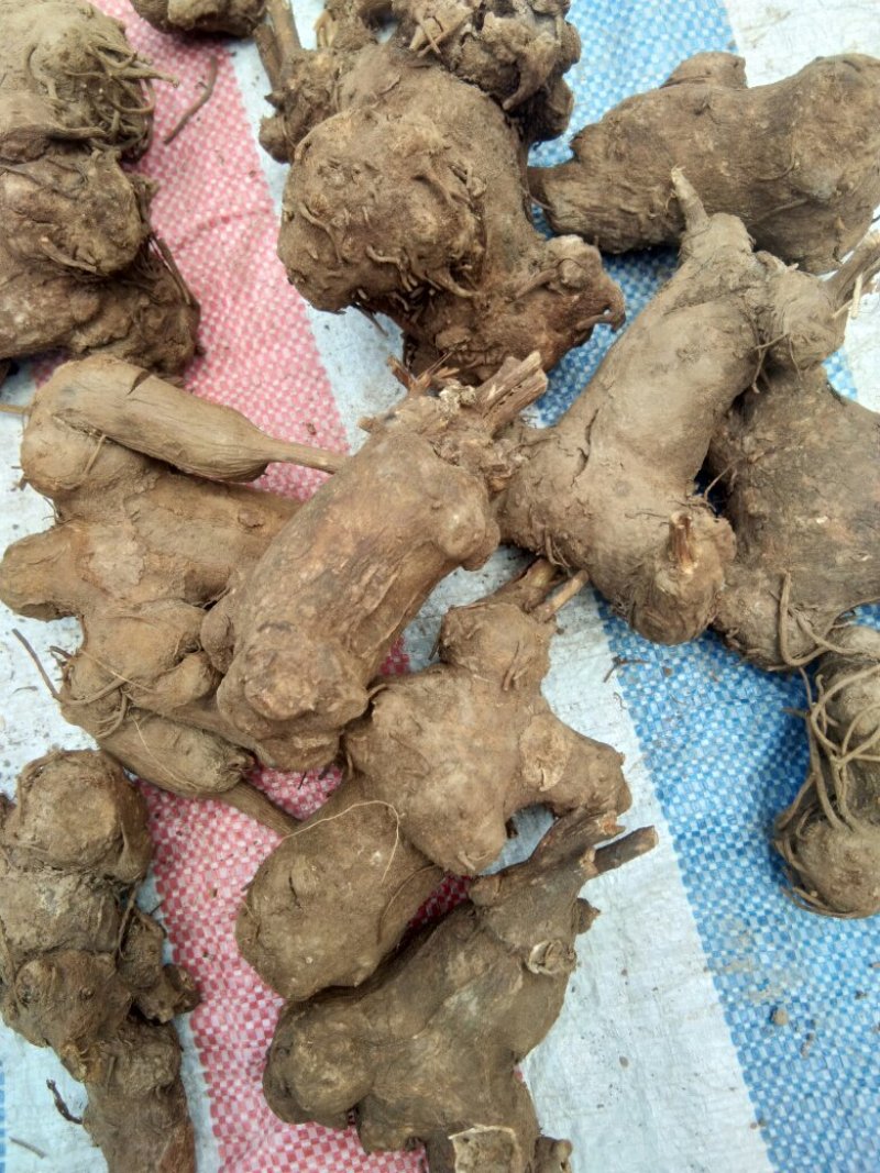 干白术20~25g