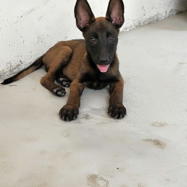 马犬幼犬服从性好容易训练