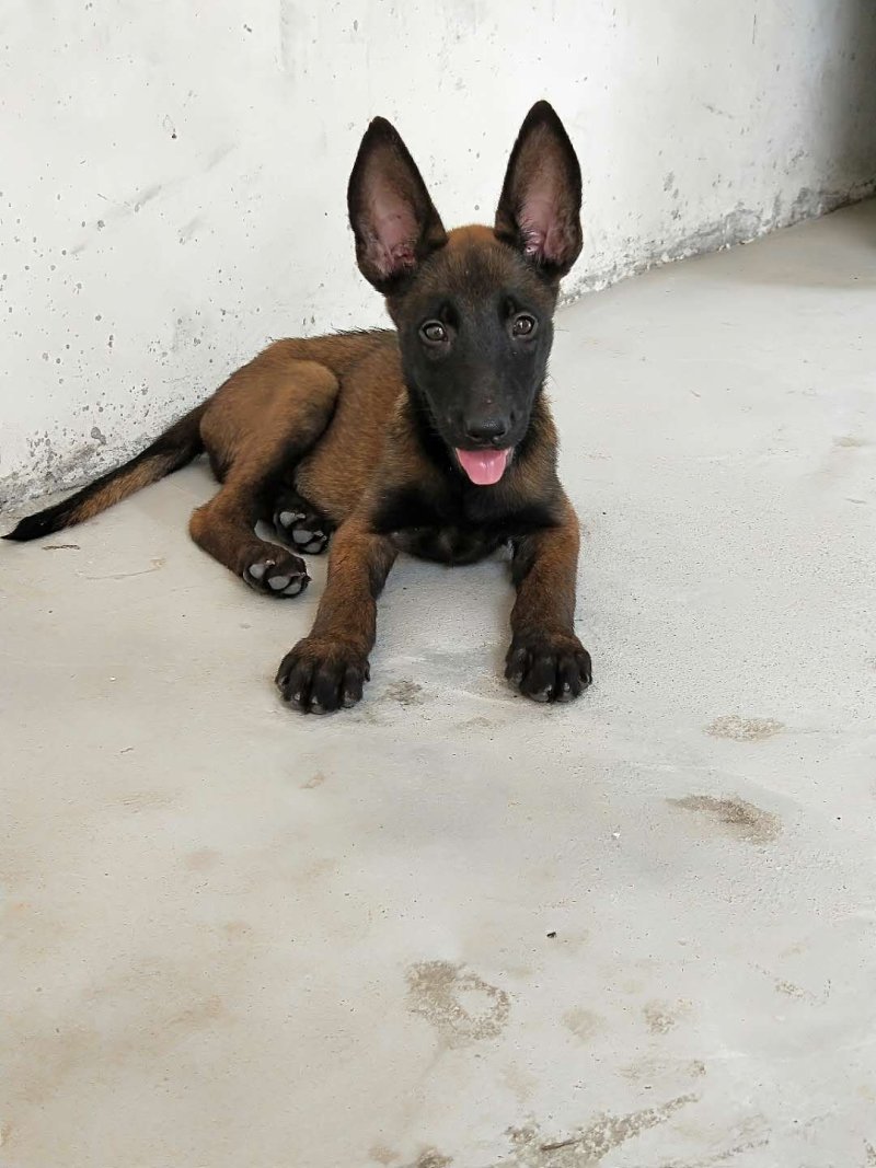马犬幼犬服从性好容易训练