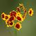 蛇目菊种子双色金鸡菊花种子昆仑雪菊绿化工程园林景观花种