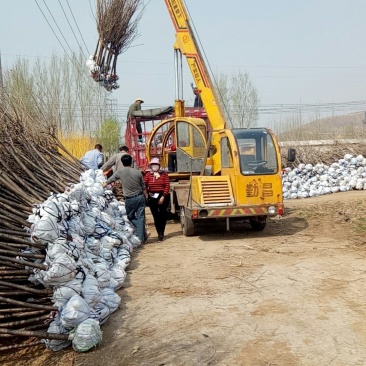 樱花树苗价格，4公分樱花树苗价格,25公分樱花树价格