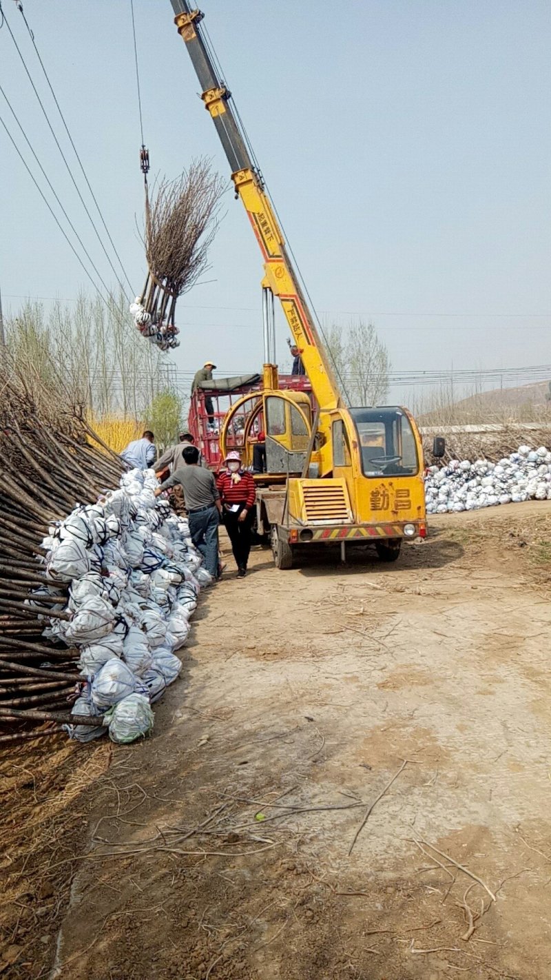 樱花树苗价格，4公分樱花树苗价格,25公分樱花树价格