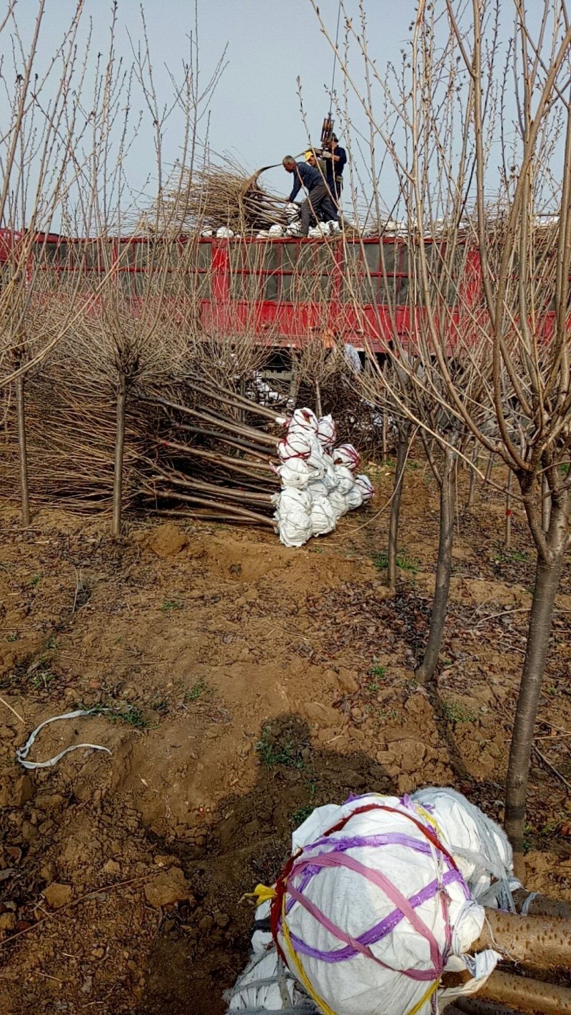 樱花树苗价格，4公分樱花树苗价格,25公分樱花树价格