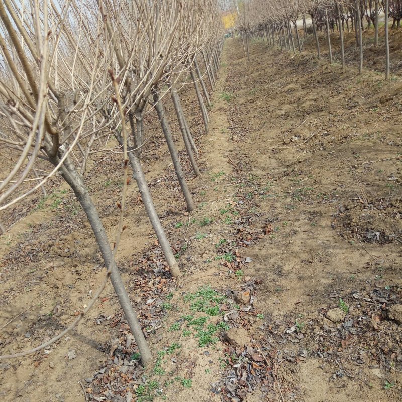 樱花树苗价格，4公分樱花树苗价格,25公分樱花树价格