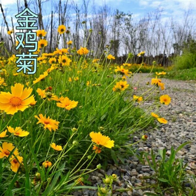 金鸡菊种子多年生宿根大花金鸡菊种子四季易活