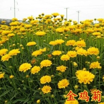 金鸡菊种子多年生宿根大花金鸡菊种子四季易活