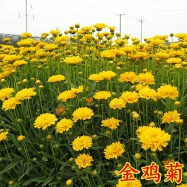 金鸡菊种子多年生宿根大花金鸡菊种子四季易活