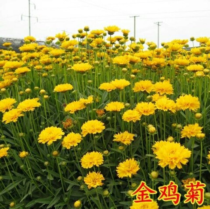 金鸡菊种子多年生宿根大花金鸡菊种子四季易活