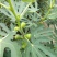 3公分5公分波姬红无花果树苗金傲芬日本紫果大青皮
