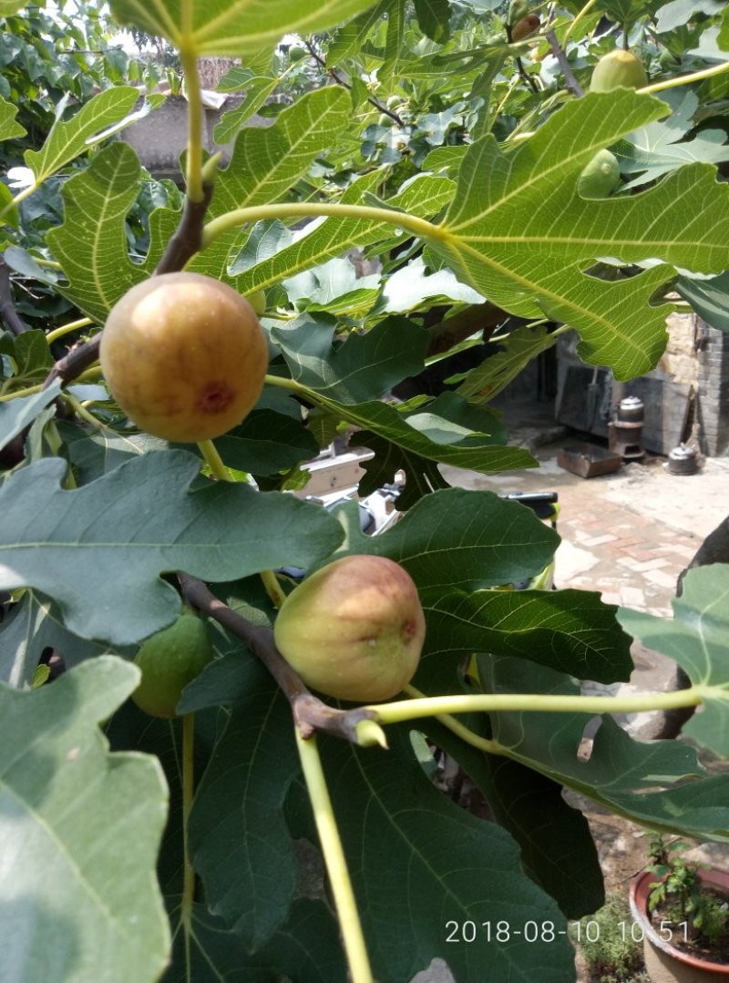 3公分5公分波姬红无花果树苗金傲芬日本紫果大青皮