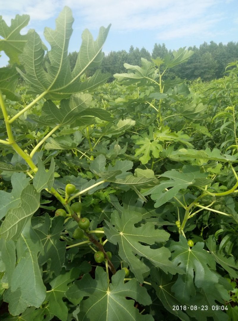 3公分5公分波姬红无花果树苗金傲芬日本紫果大青皮