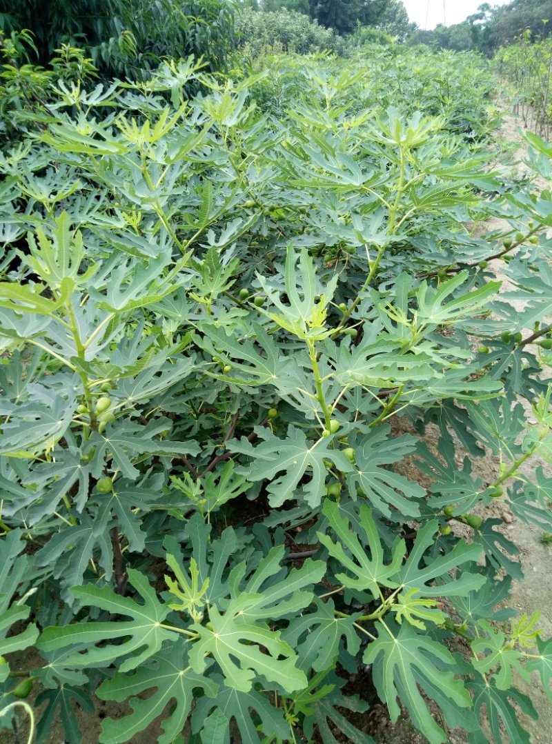 3公分5公分波姬红无花果树苗金傲芬日本紫果大青皮