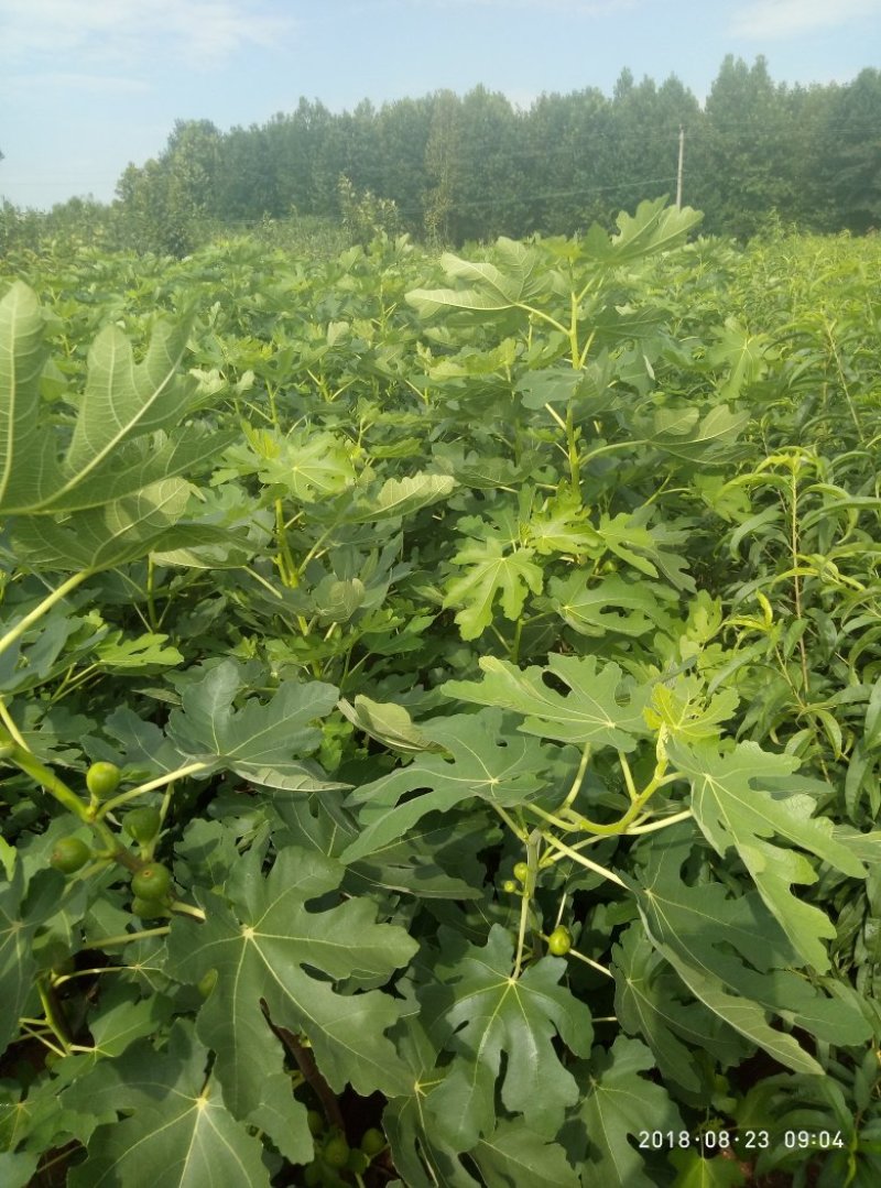 3公分5公分波姬红无花果树苗金傲芬日本紫果大青皮