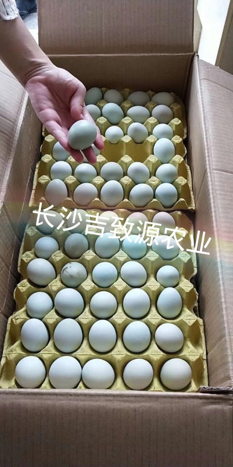 绿壳鸡蛋480枚净重40-41斤中小绿