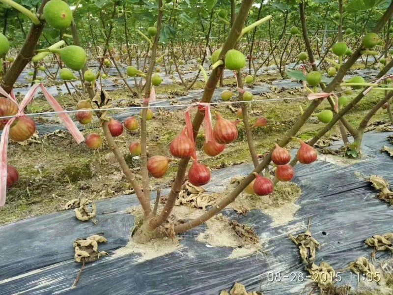 无花果苗，品种多多，欢迎选购
