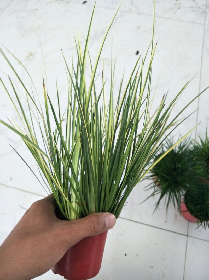 金凤凰菖蒲批发