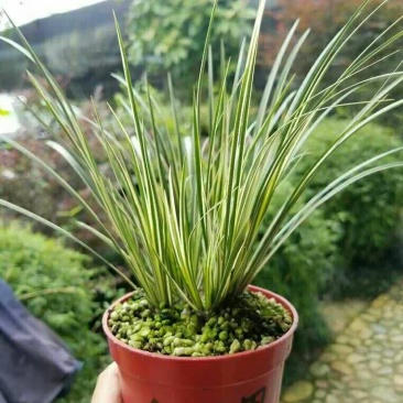 金凤凰菖蒲批发