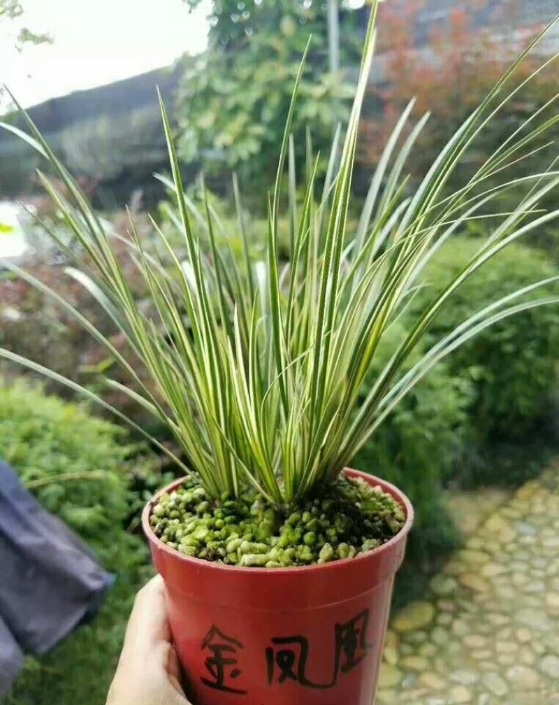 金凤凰菖蒲批发