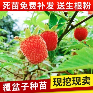 正宗掌叶覆盆子树苗7叶5叶五叶七叶树莓苗山莓3月泡