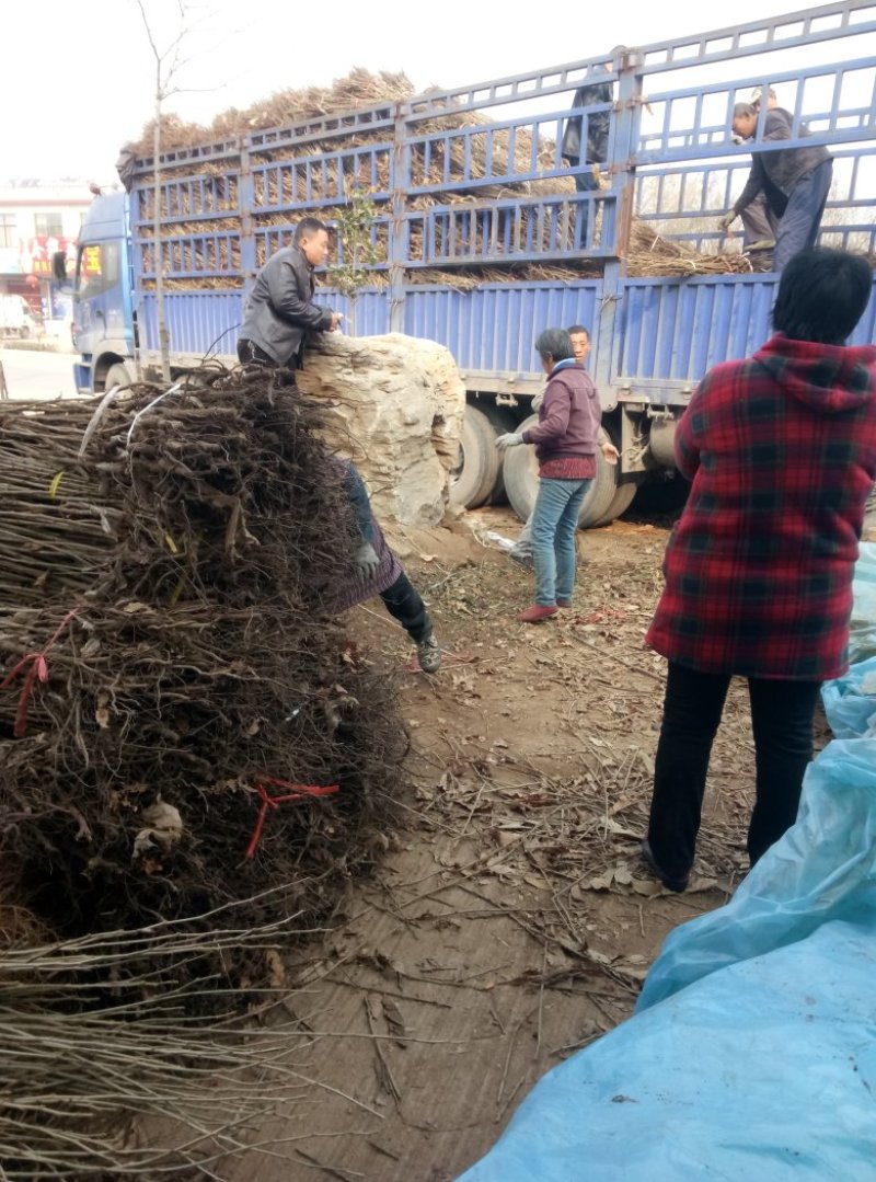 直销泰山大红袍板栗树苗价格新品种板栗苗华光栗子树