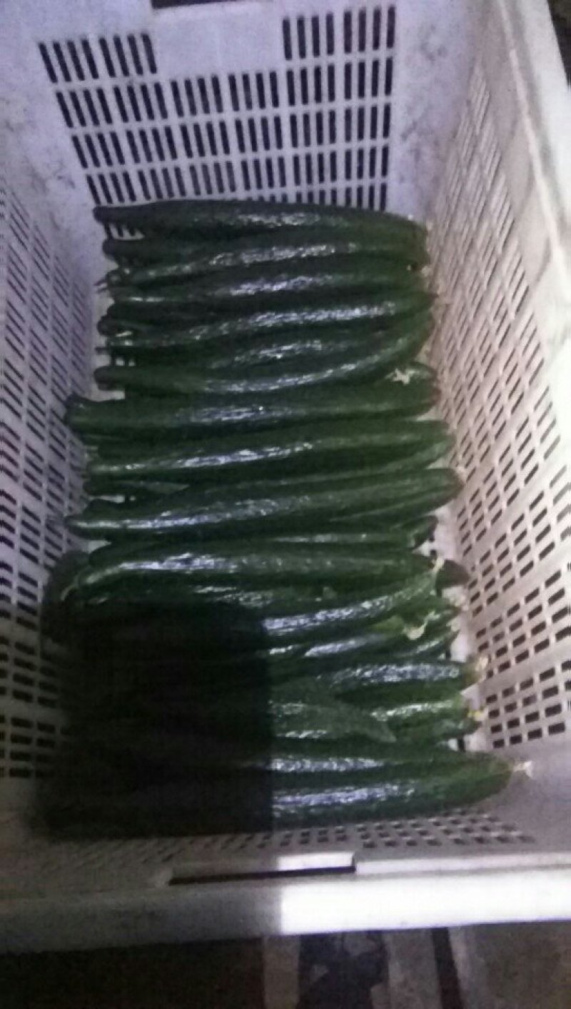黄瓜量大，干花带刺。30公分以上。
