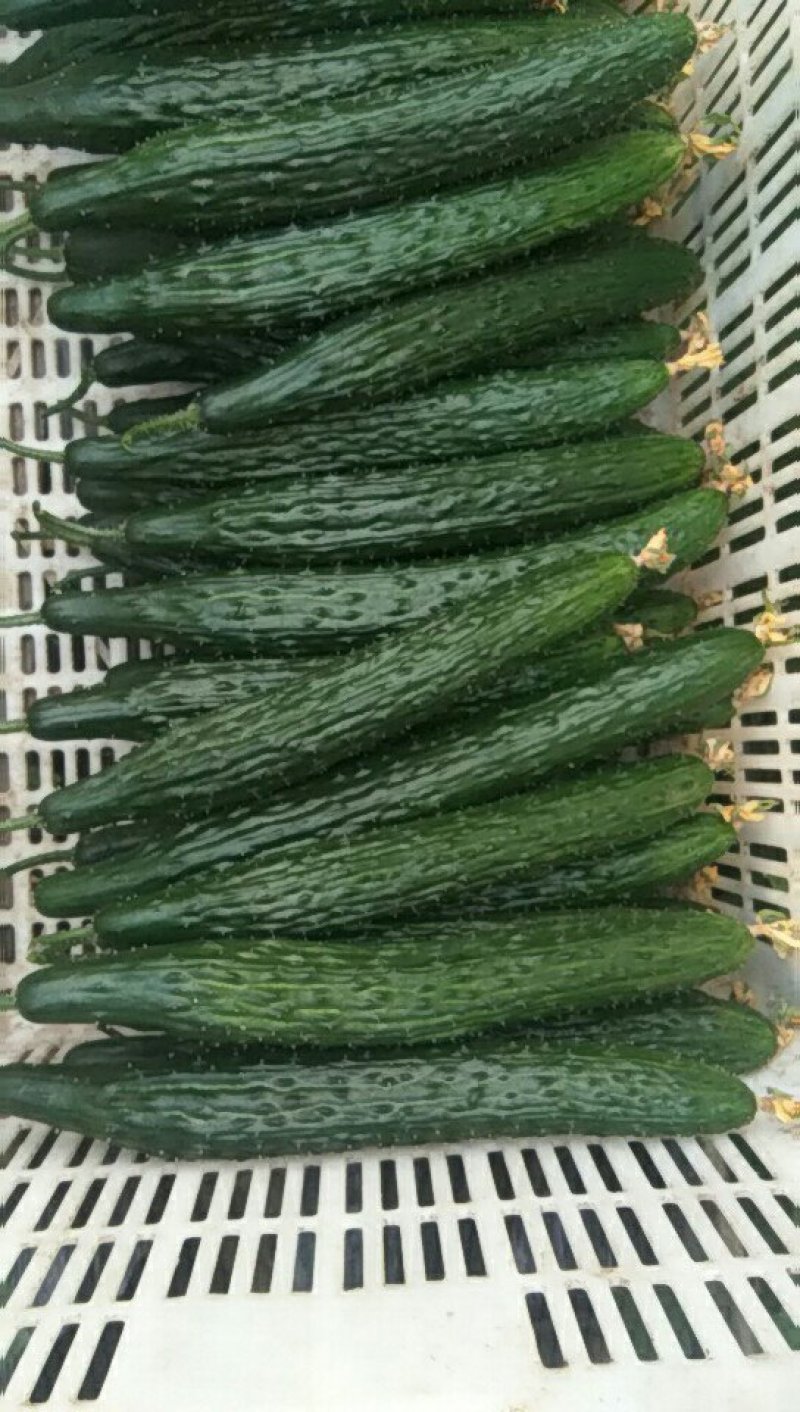 黄瓜量大，干花带刺。30公分以上。