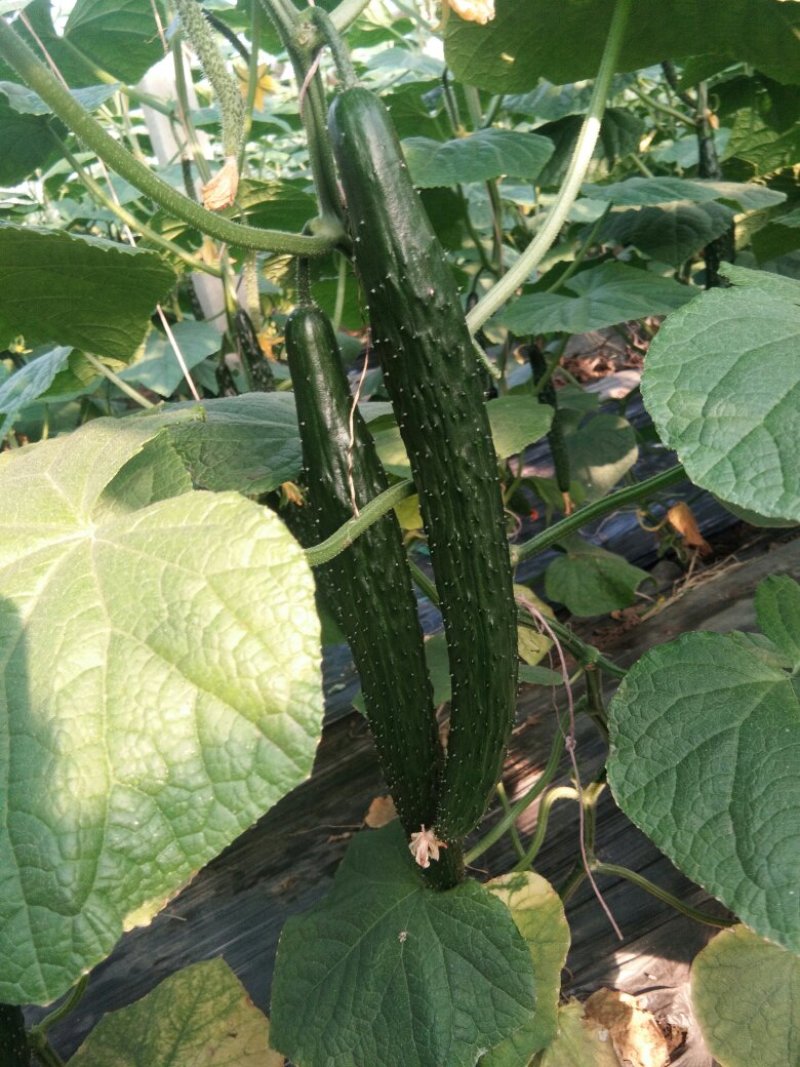 黄瓜量大，干花带刺。30公分以上。