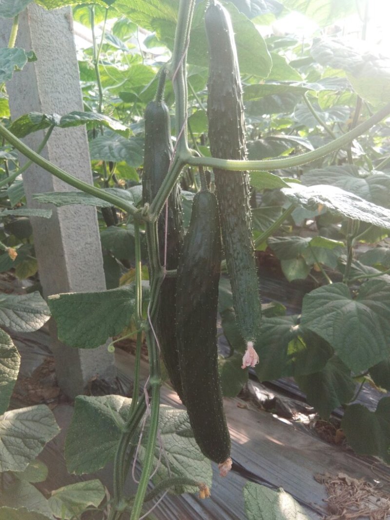 黄瓜量大，干花带刺。30公分以上。