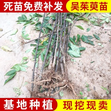 中华花吴茱萸苗1-1.5米