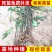 中华花吴茱萸苗1-1.5米