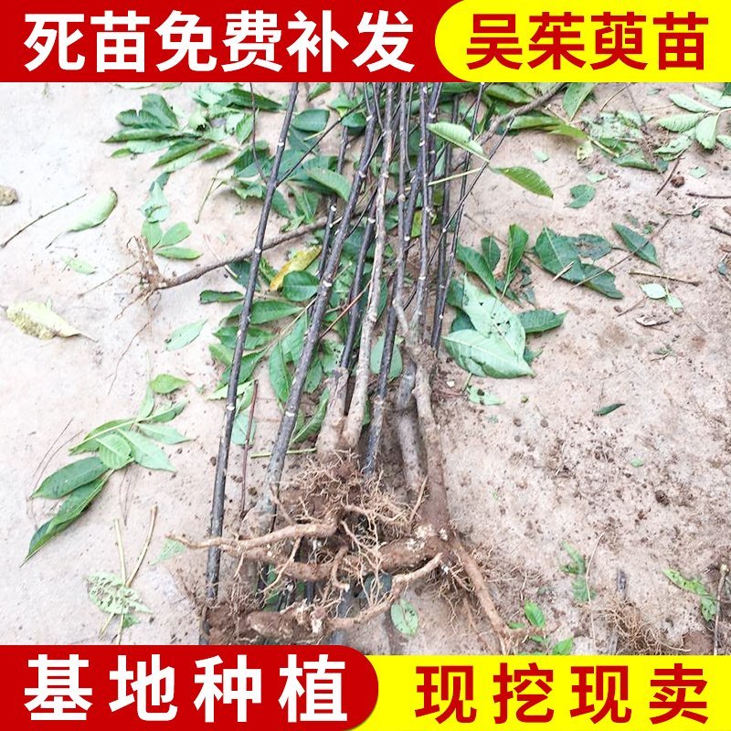 中华花吴茱萸苗1-1.5米