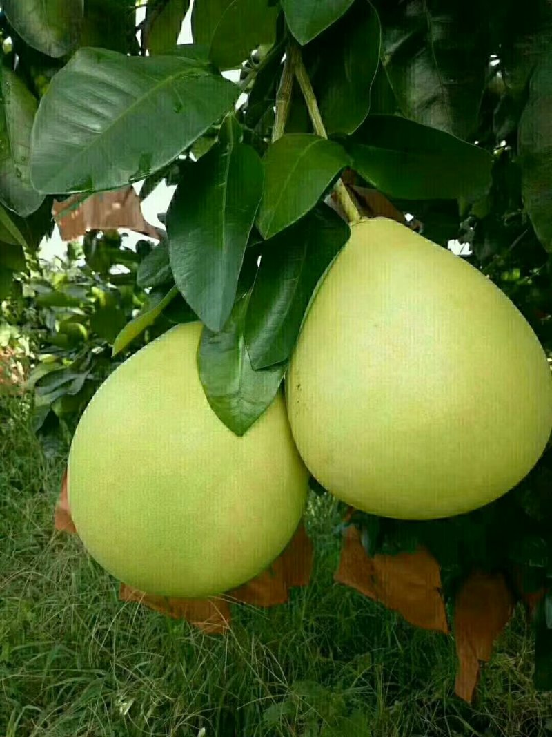正宗梅州柚子