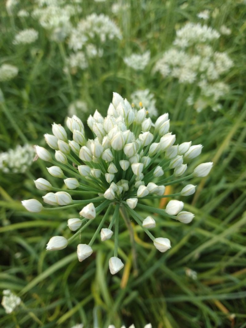 韭菜花