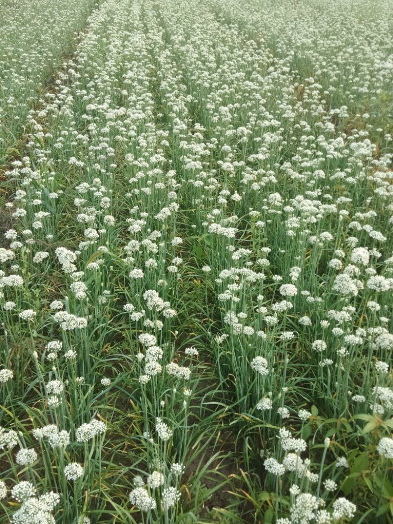 韭菜花