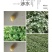 国胜农业微型薯