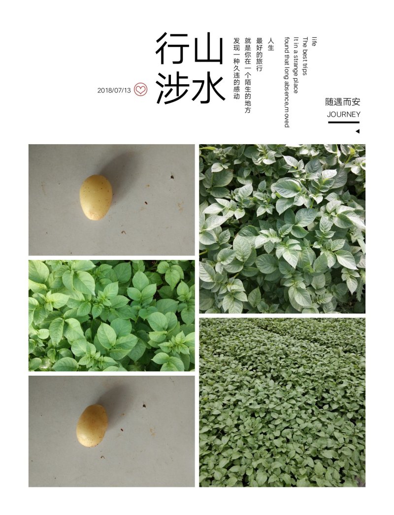 国胜农业微型薯