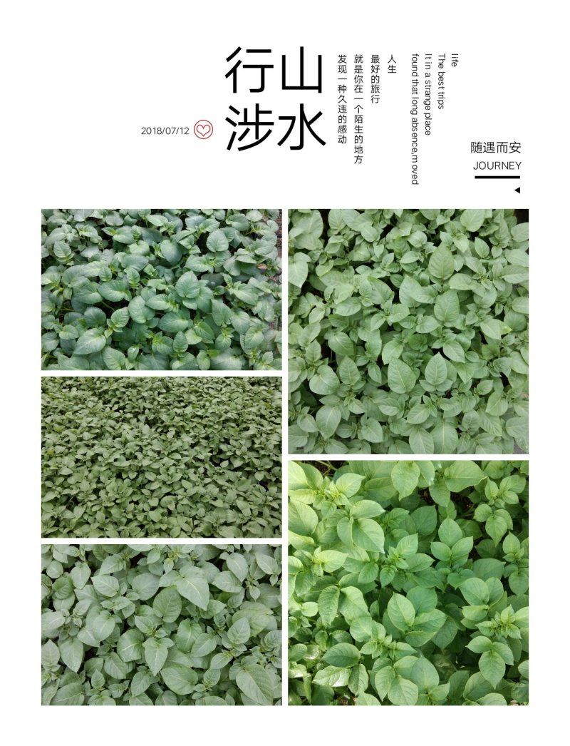 国胜农业微型薯