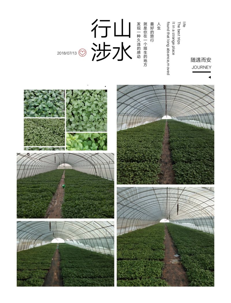 国胜农业微型薯