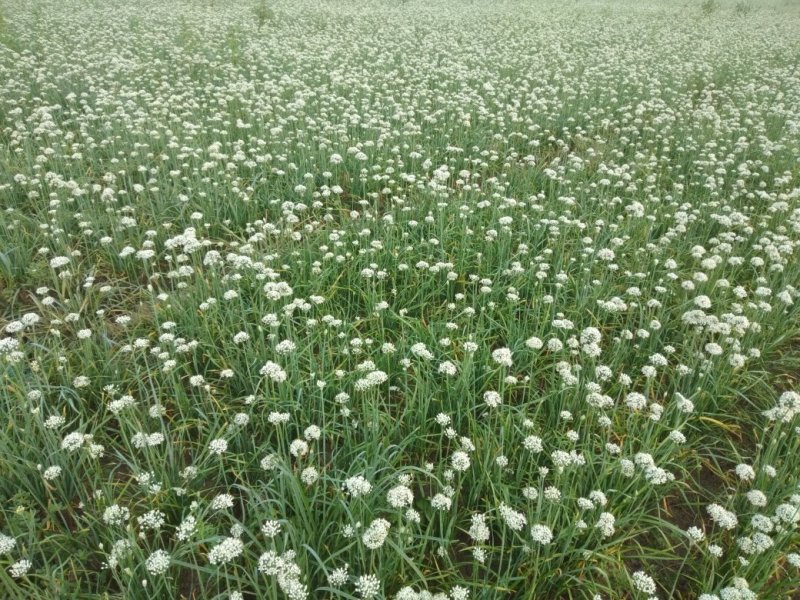 韭菜花