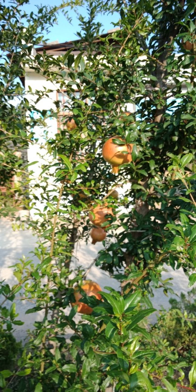 石榴苗