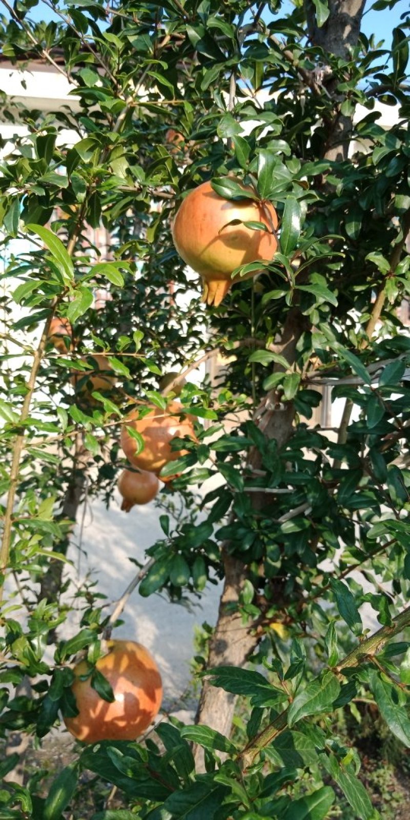 石榴苗