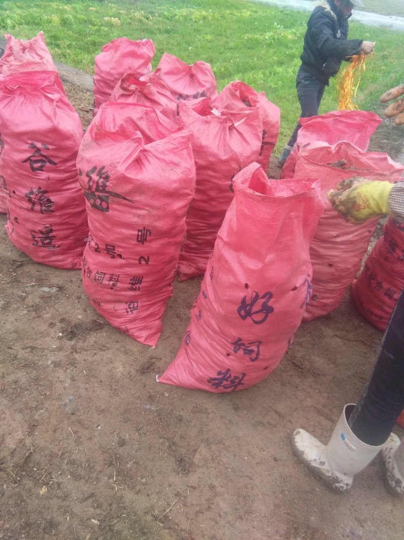 芋子槟榔芋头芓，又粉又糯自产自销，质量，价格优惠。