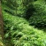 阳春砂(中上货)