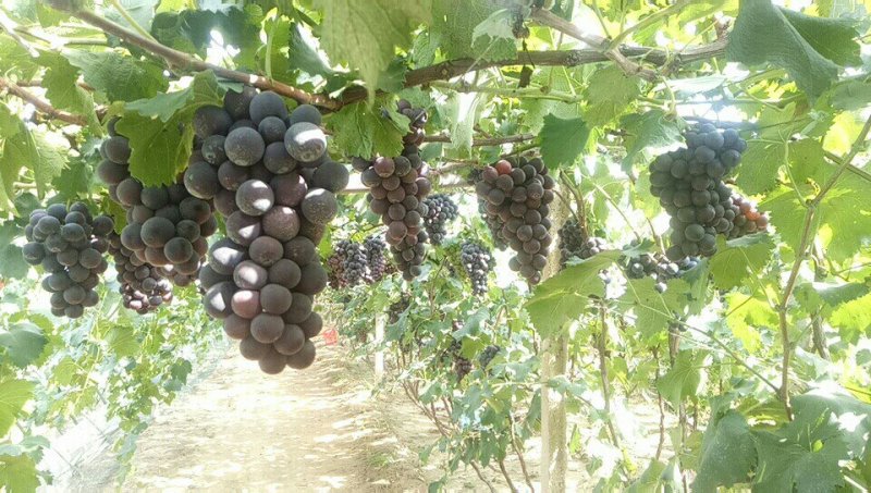 辽南精品巨峰葡萄代购巨峰葡萄巨峰代购