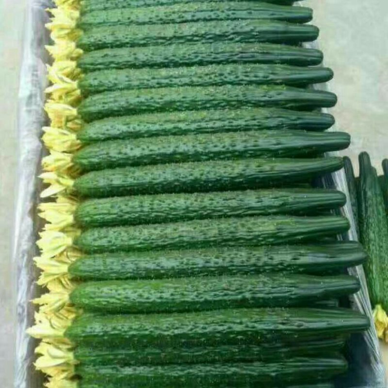 黄瓜