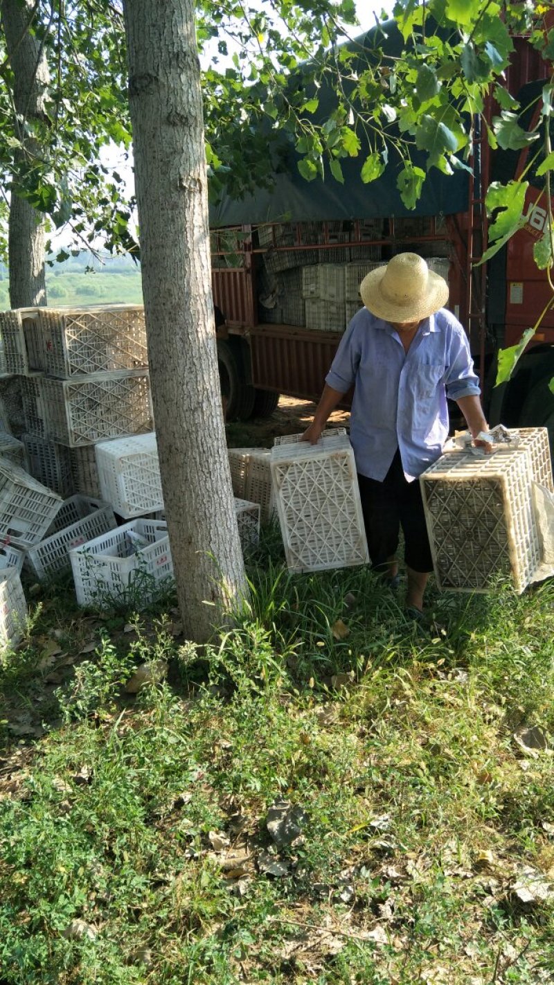 套袋晚秋黄梨大量上市
