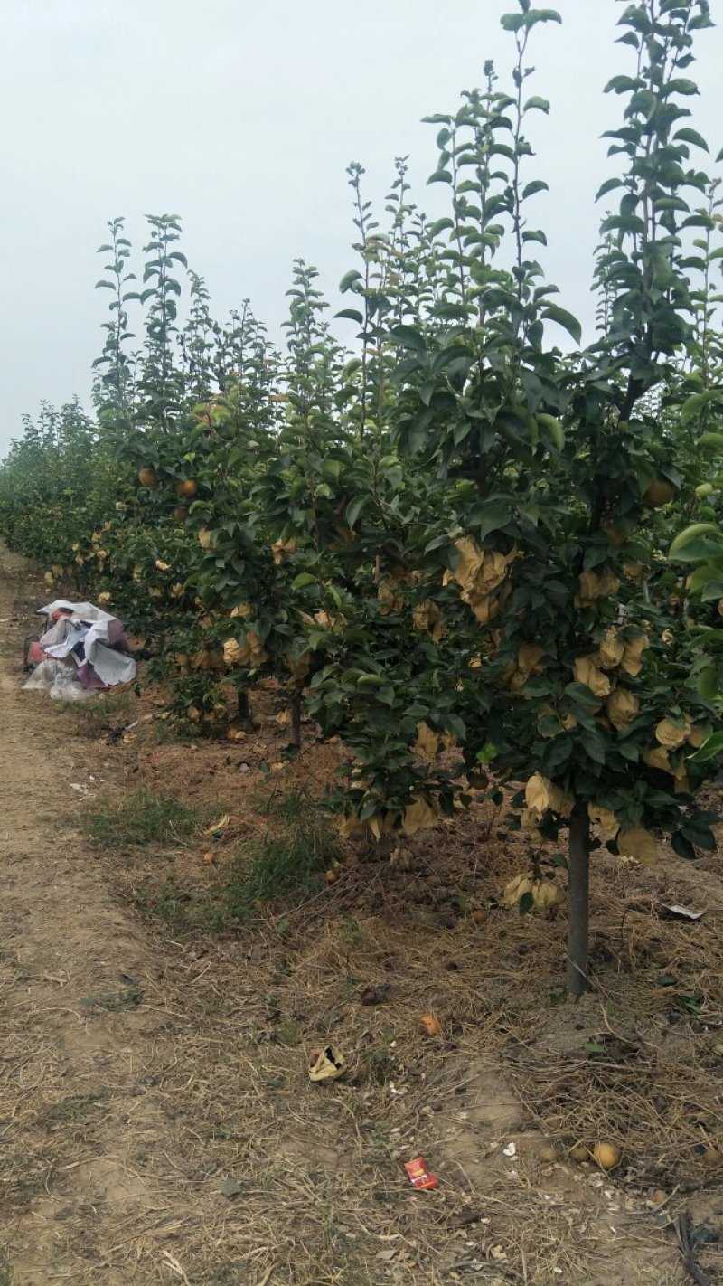 套袋晚秋黄梨大量上市