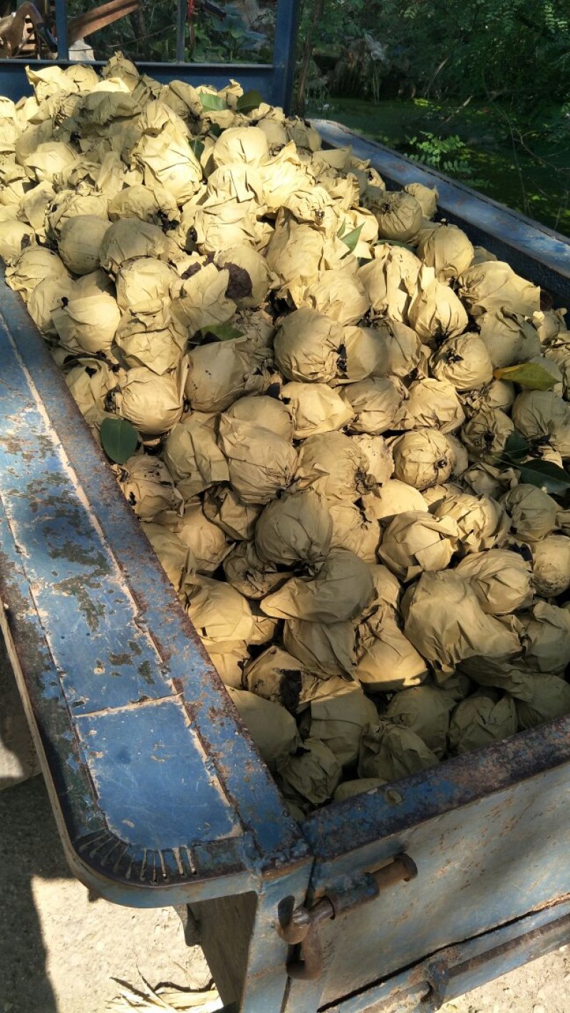套袋晚秋黄梨大量上市