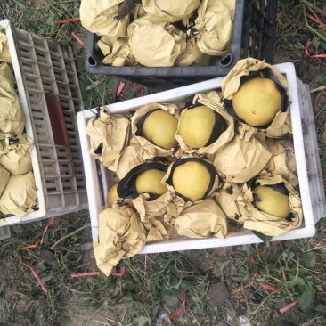 套袋晚秋黄梨大量上市